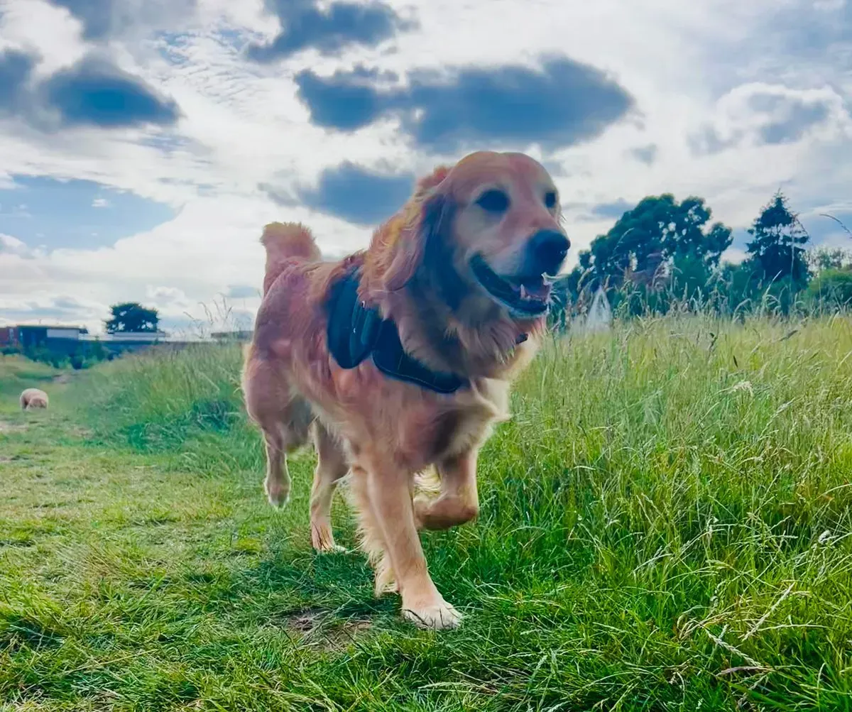 Dog Walking