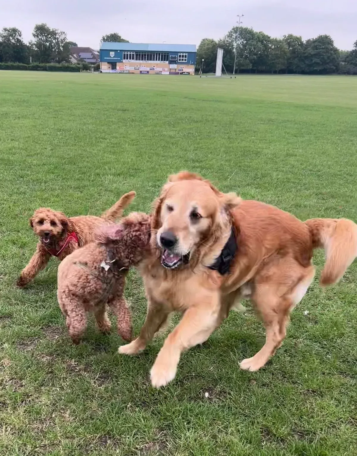 Pet Training