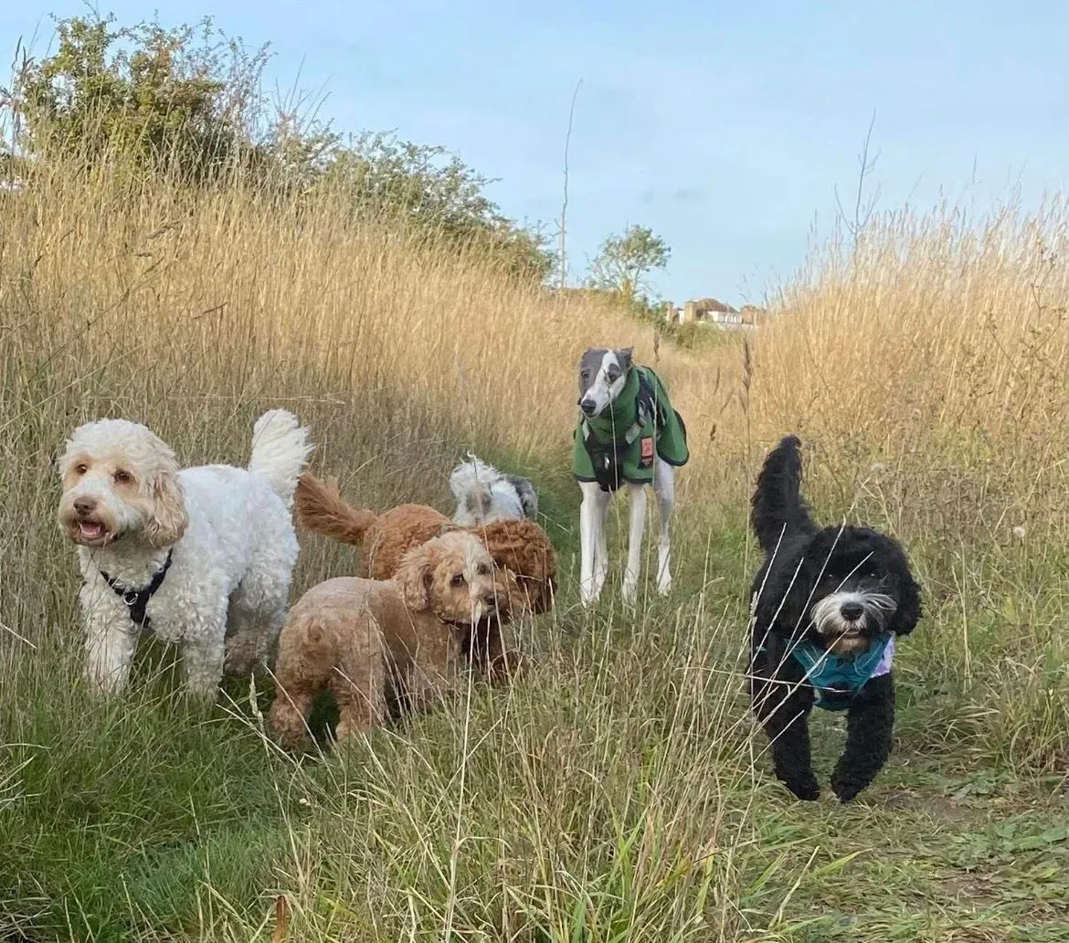 Exceptional Pet Services