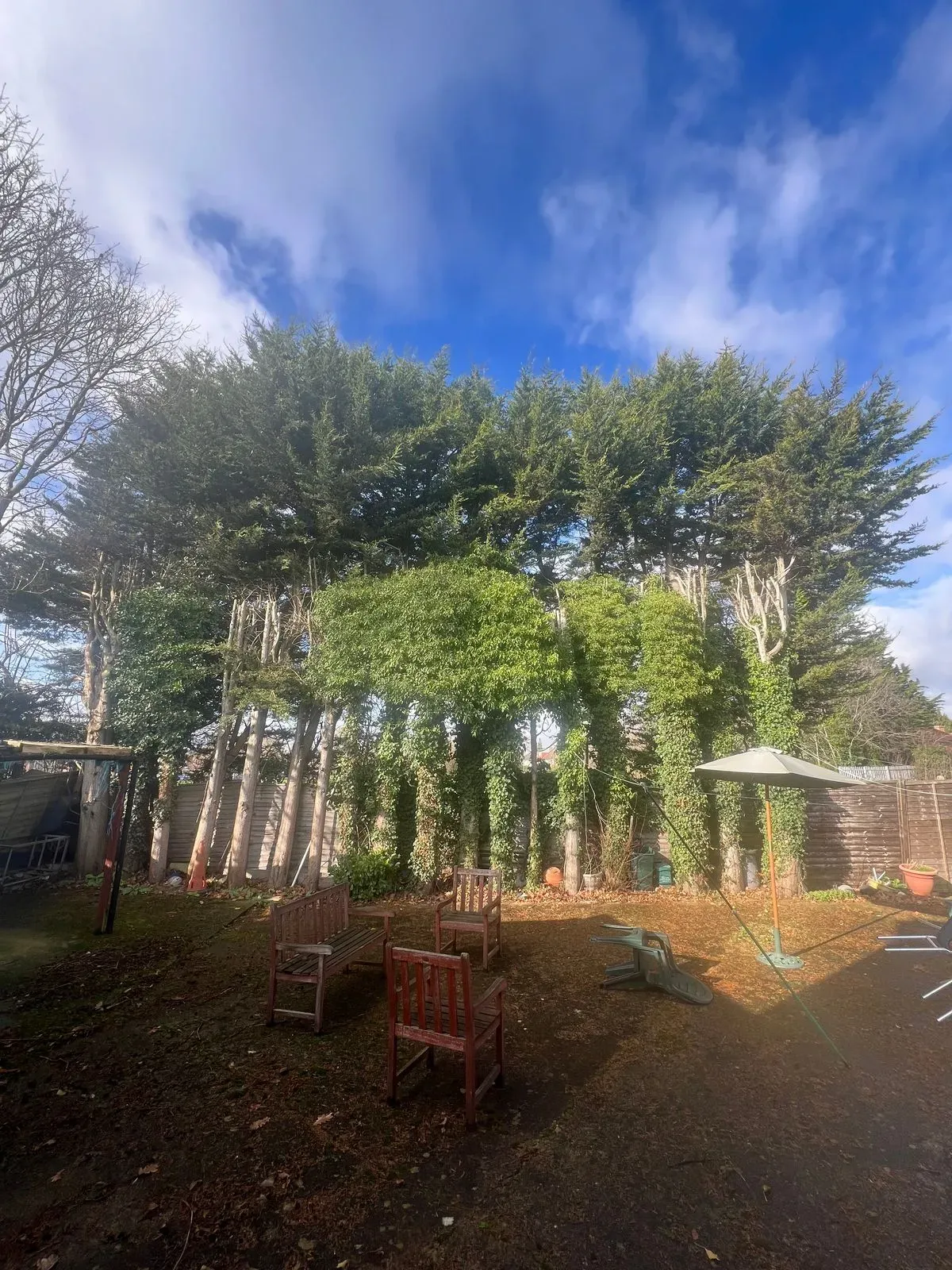 <h2>Tree surgery</h2> image