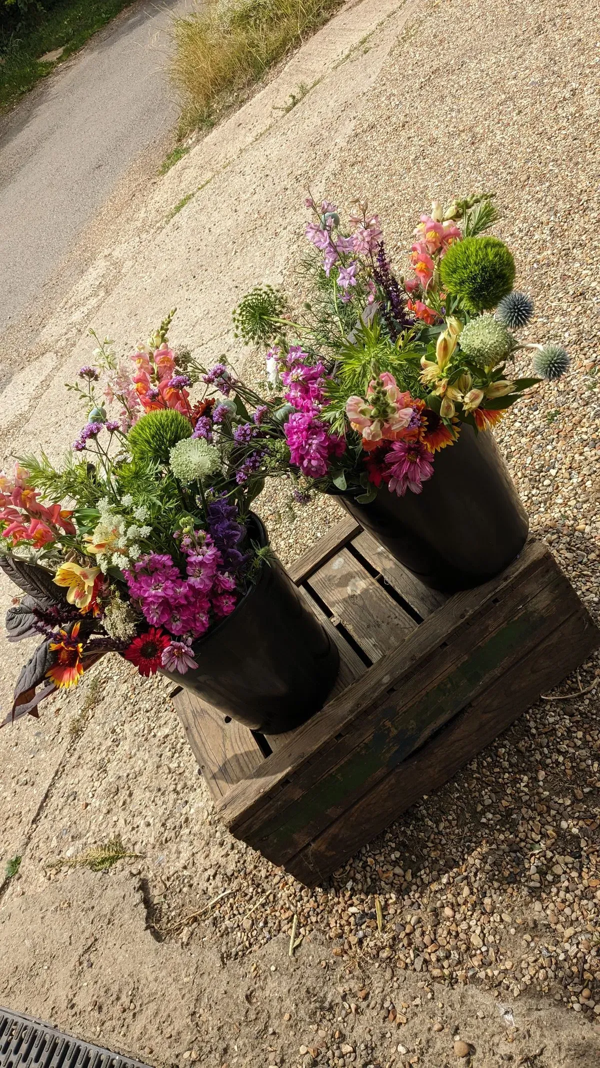 PXL_20230708_095819253 thumbnail image