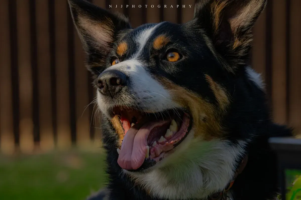 Pet Photography image