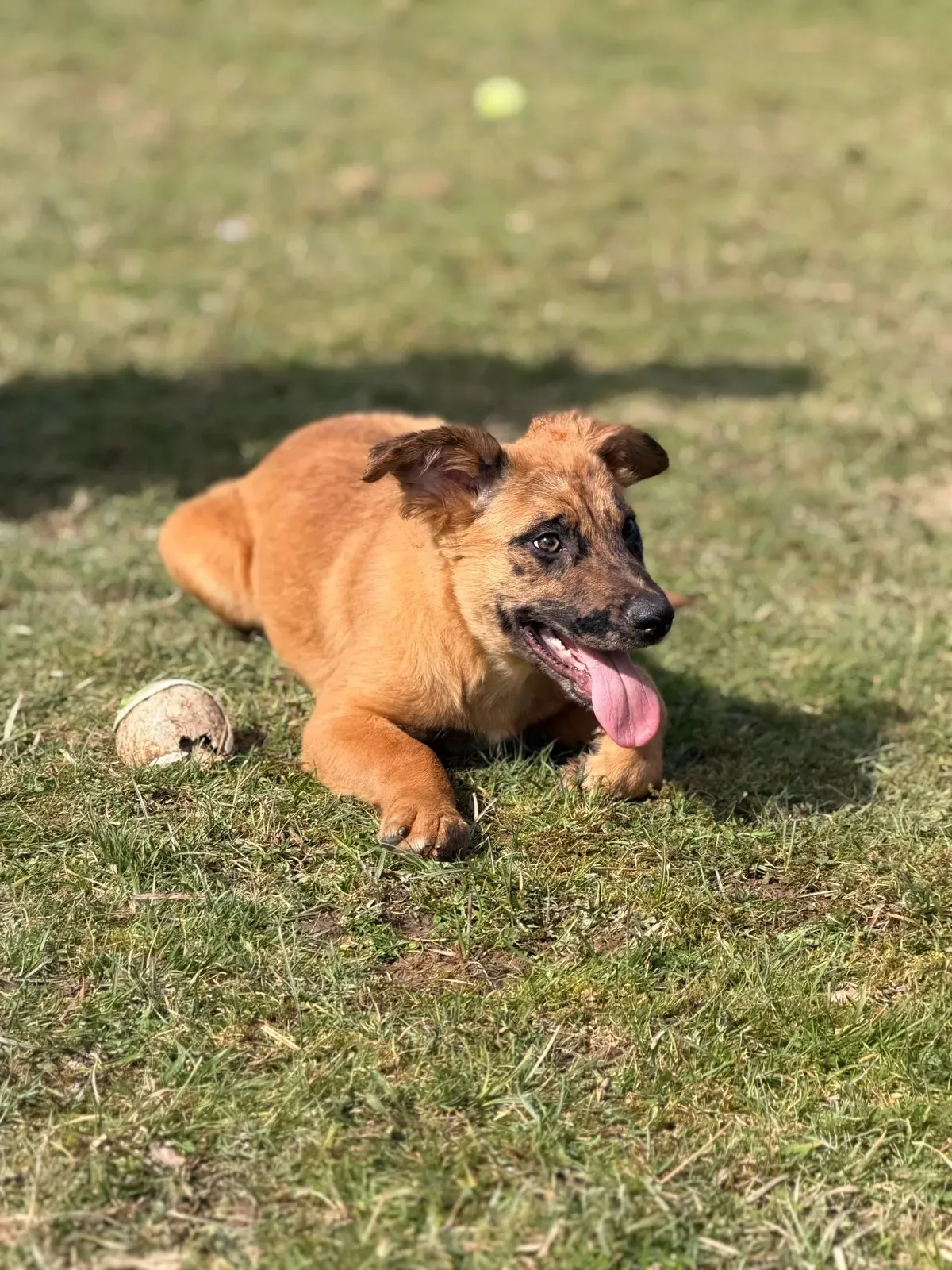 Descriptive text for the image