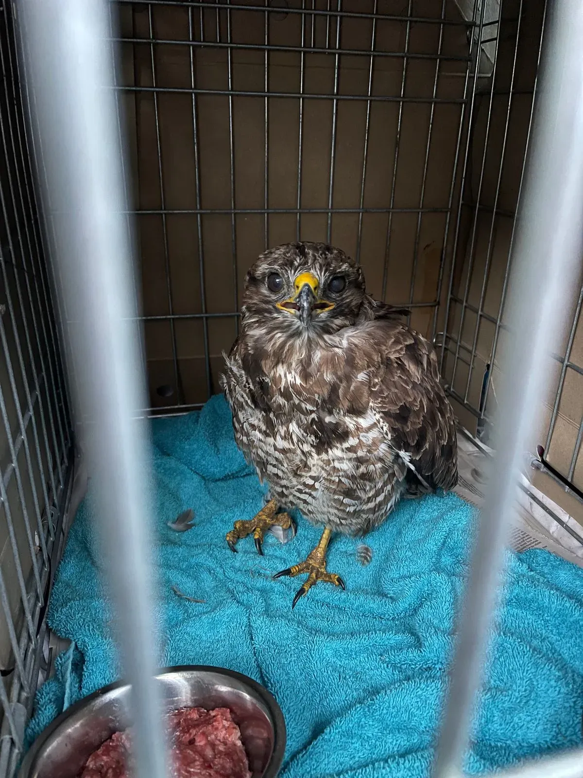 Animal Rehabilitation image background image