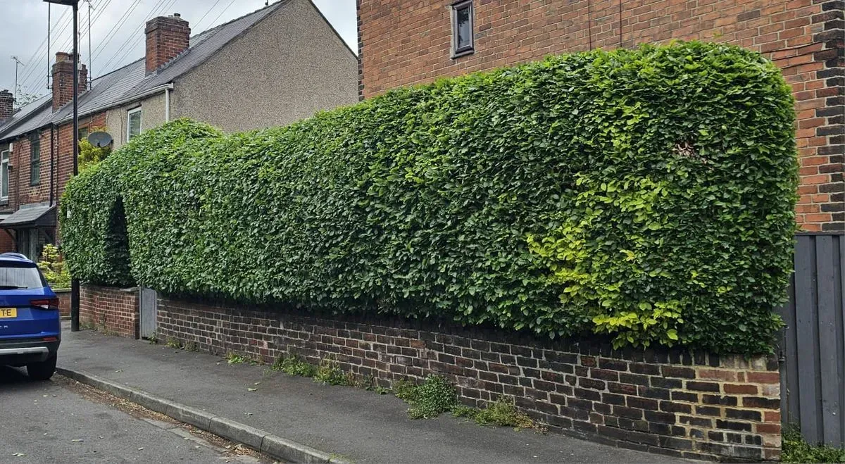 Hedge maintenance image background image