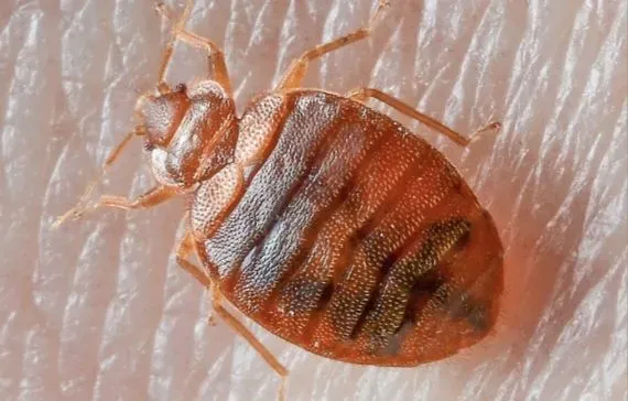 Bed bug removal image background image