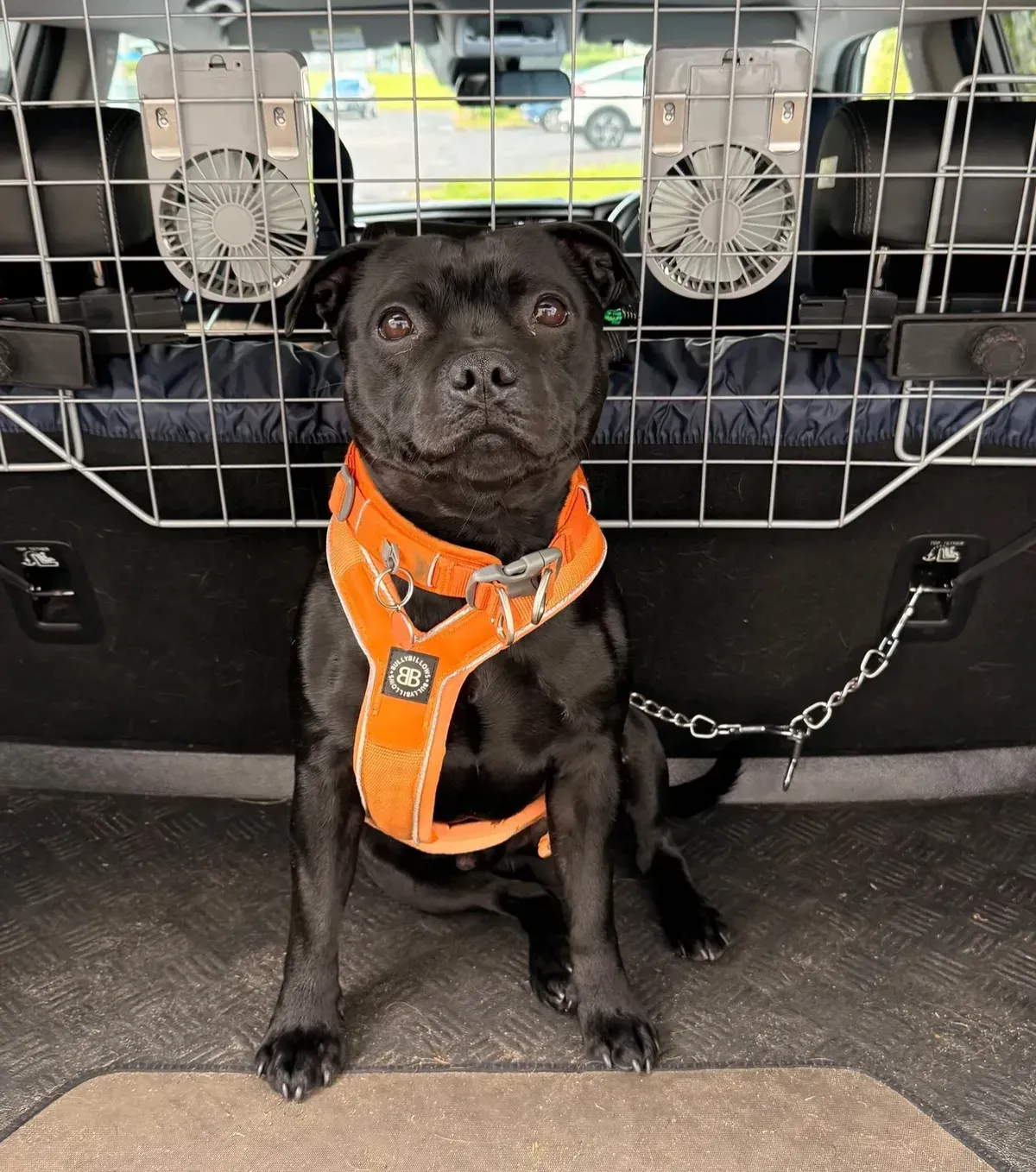 Pet transportation image