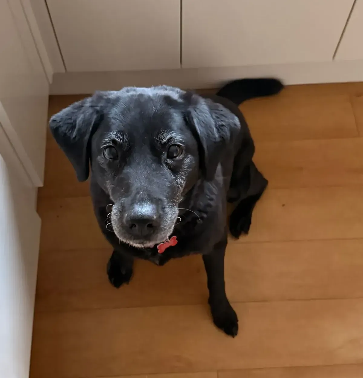 Senior dog walks image background image
