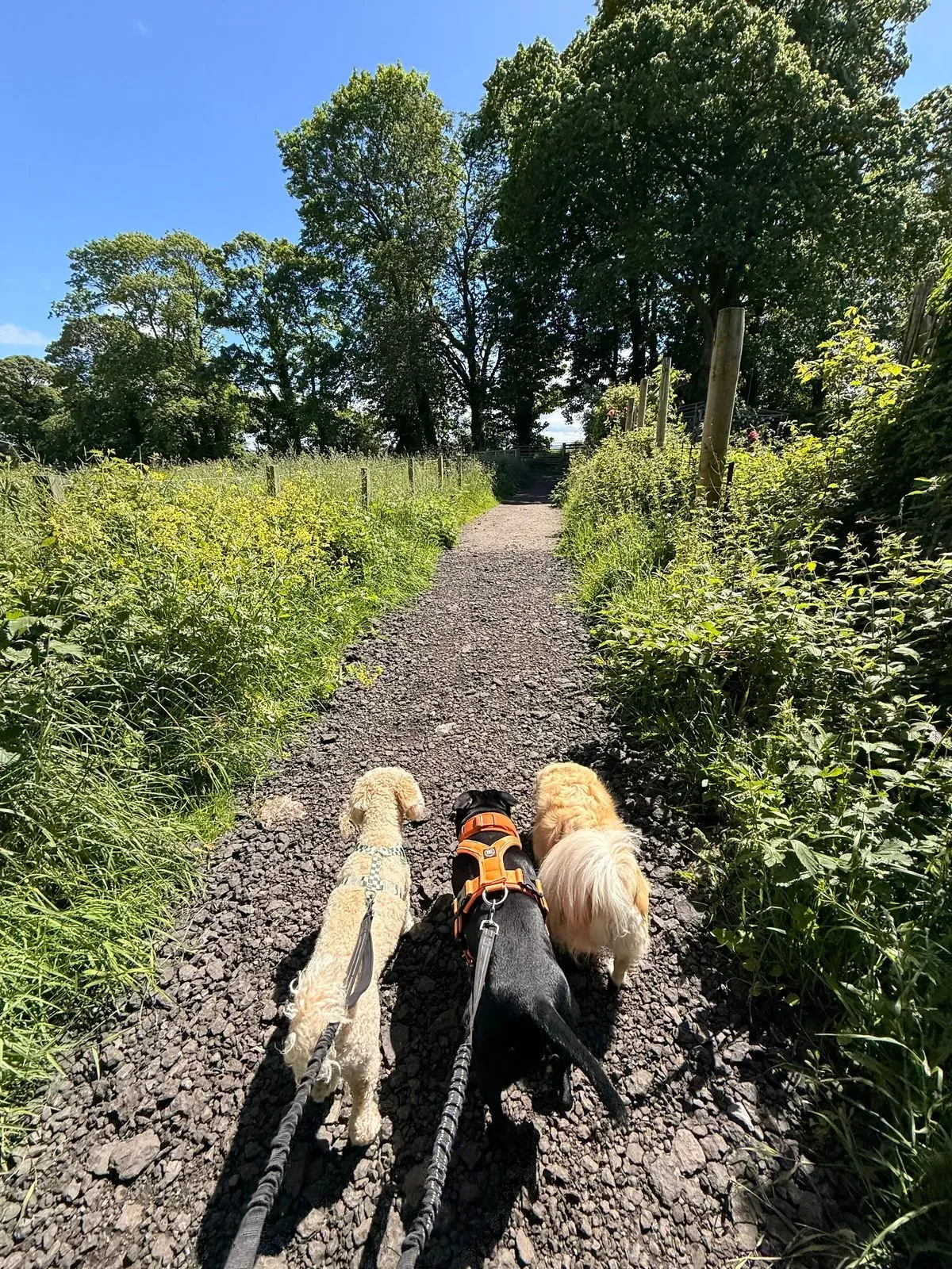 Senior dog walks image background image
