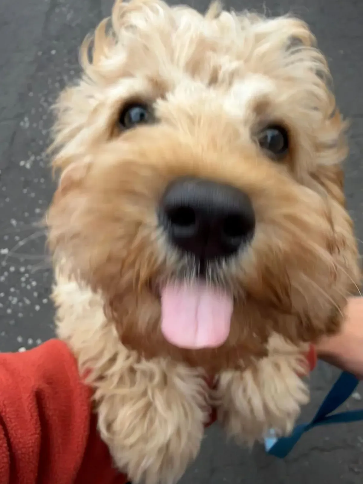 Puppy visits image background image