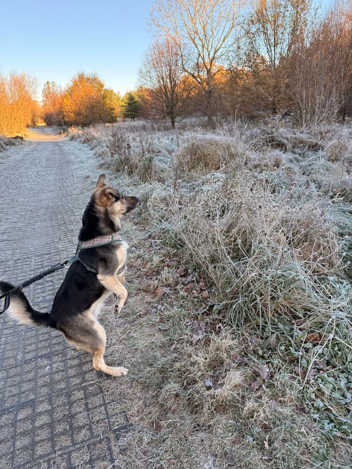 Solo dog walks image background image