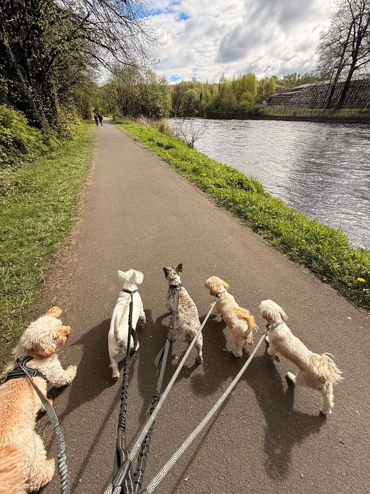 Group dog walks image background image