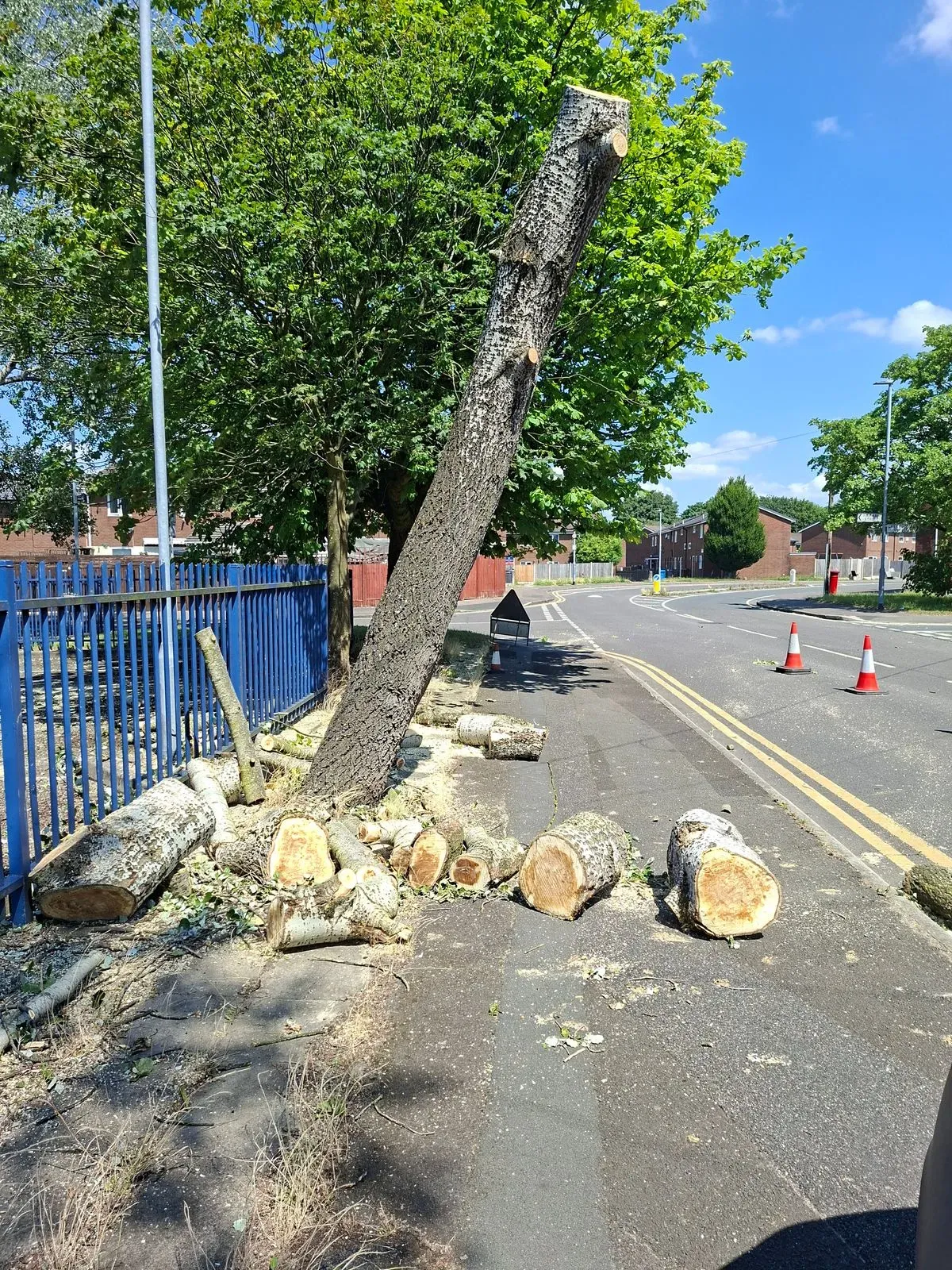 Tree Services