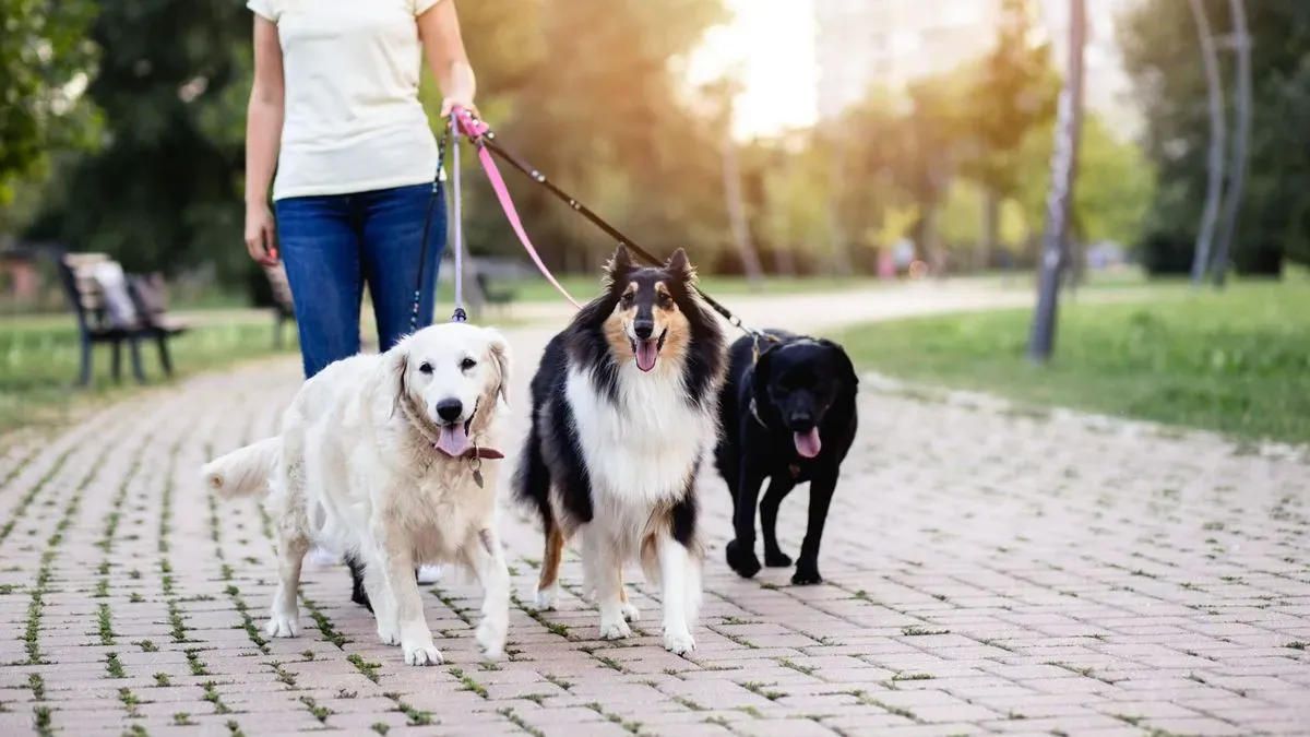 WagTrails team bonding with local dogs