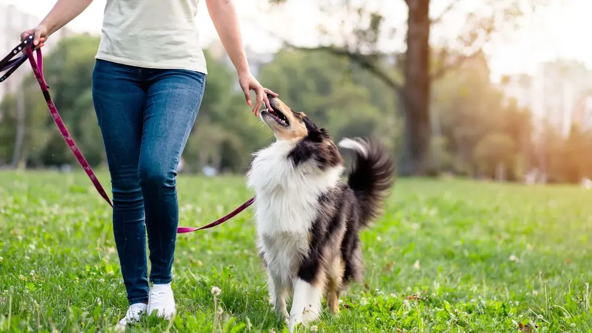 Group of dogs being walked in Warham park