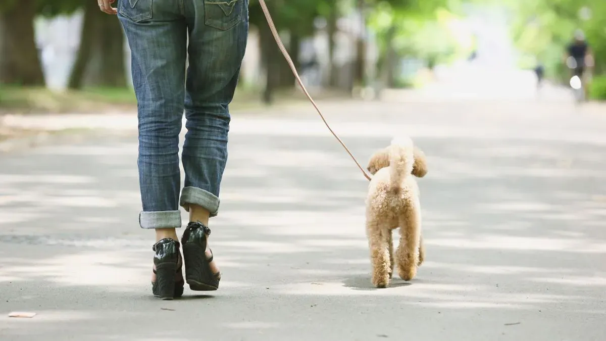 Dog walker ensuring safety of dogs on a stroll in Warham