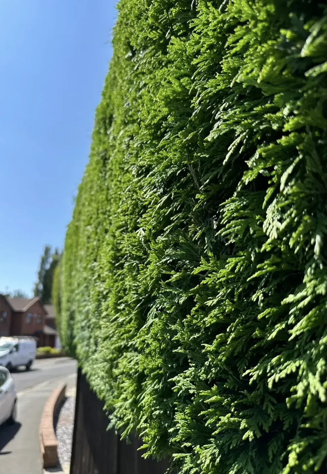 Beautifully trimmed hedges in Liverpool home