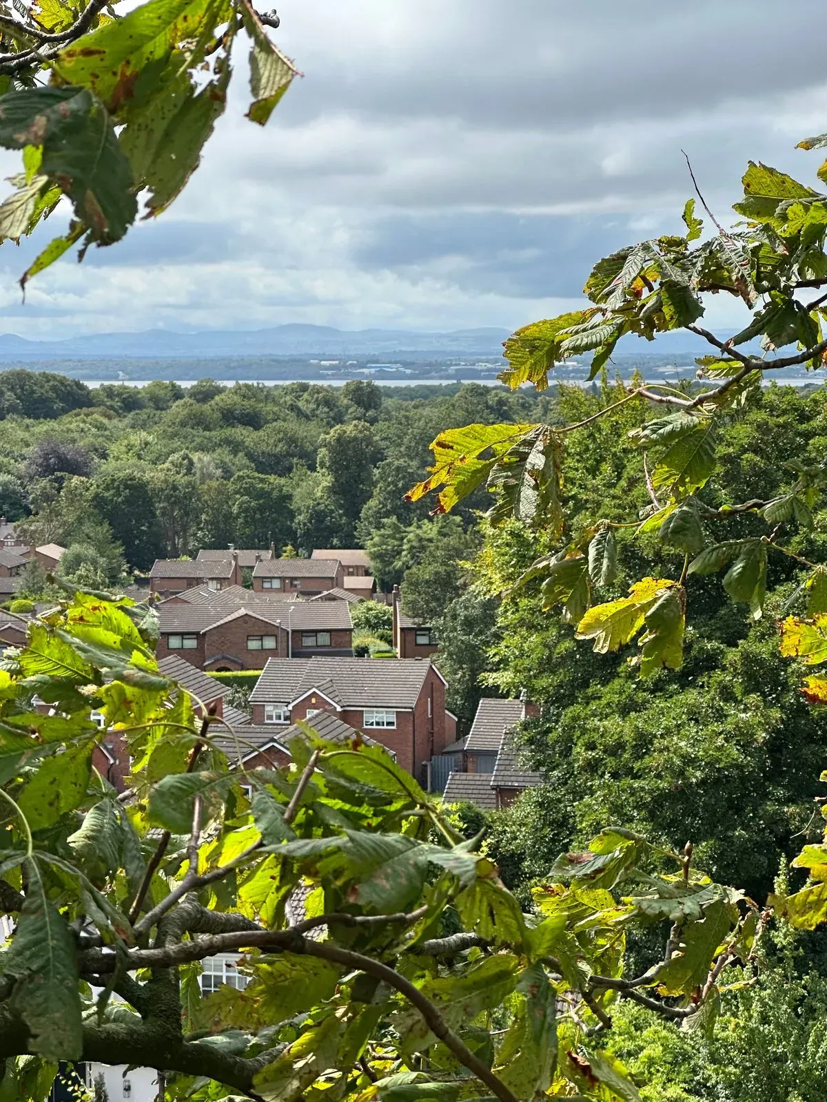 Tree health inspection conducted by experts in Liverpool