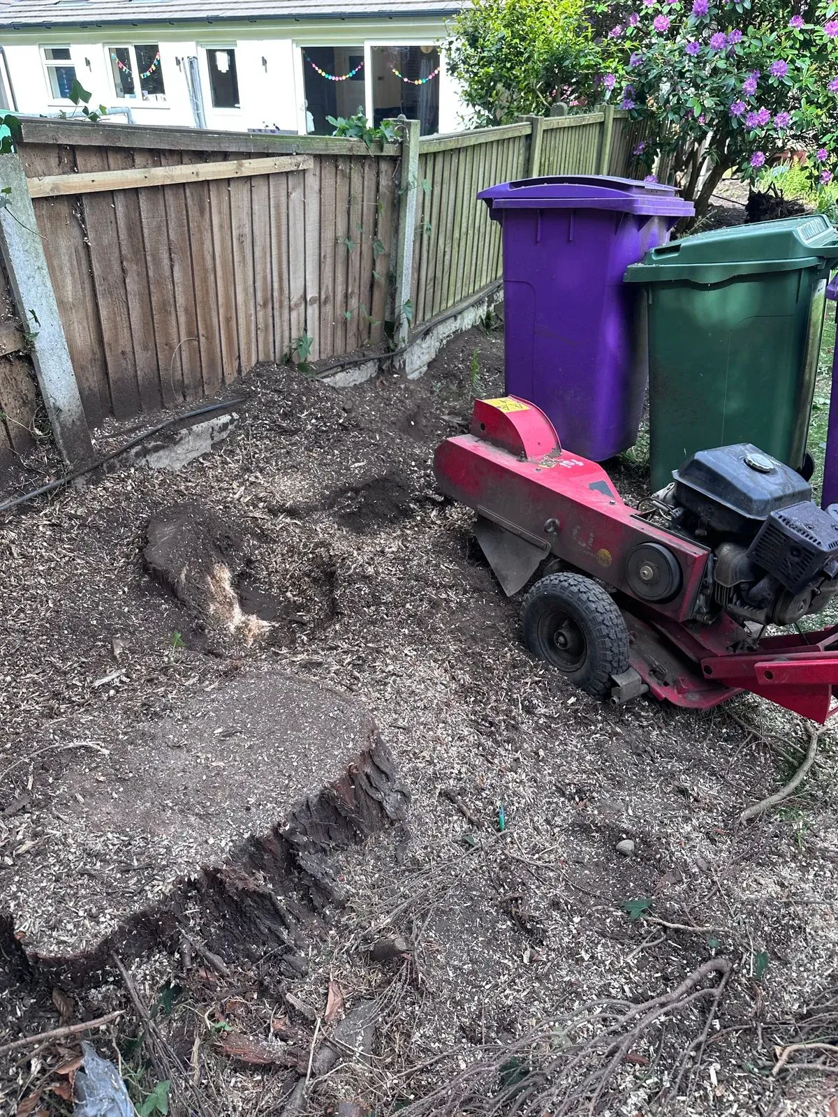 Stump grinding process with mulch around it in Liverpool