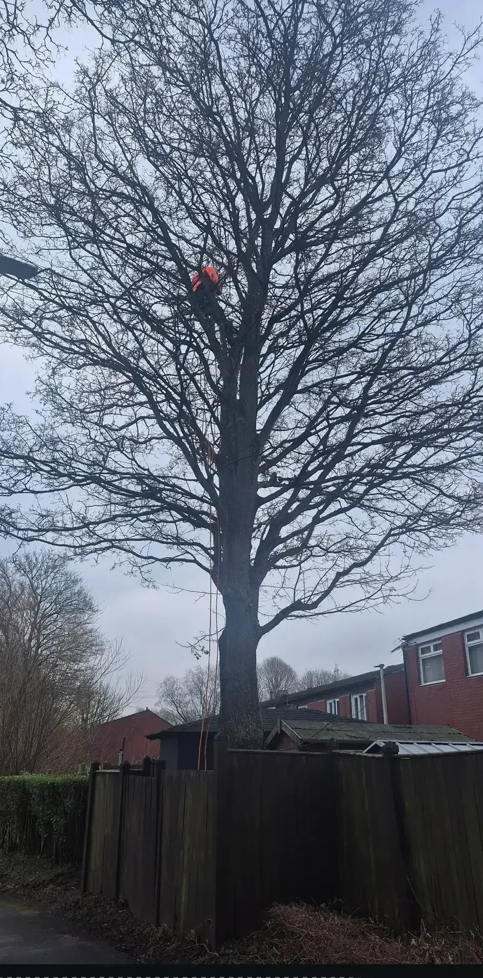 Before and after of tree trimming in Liverpool