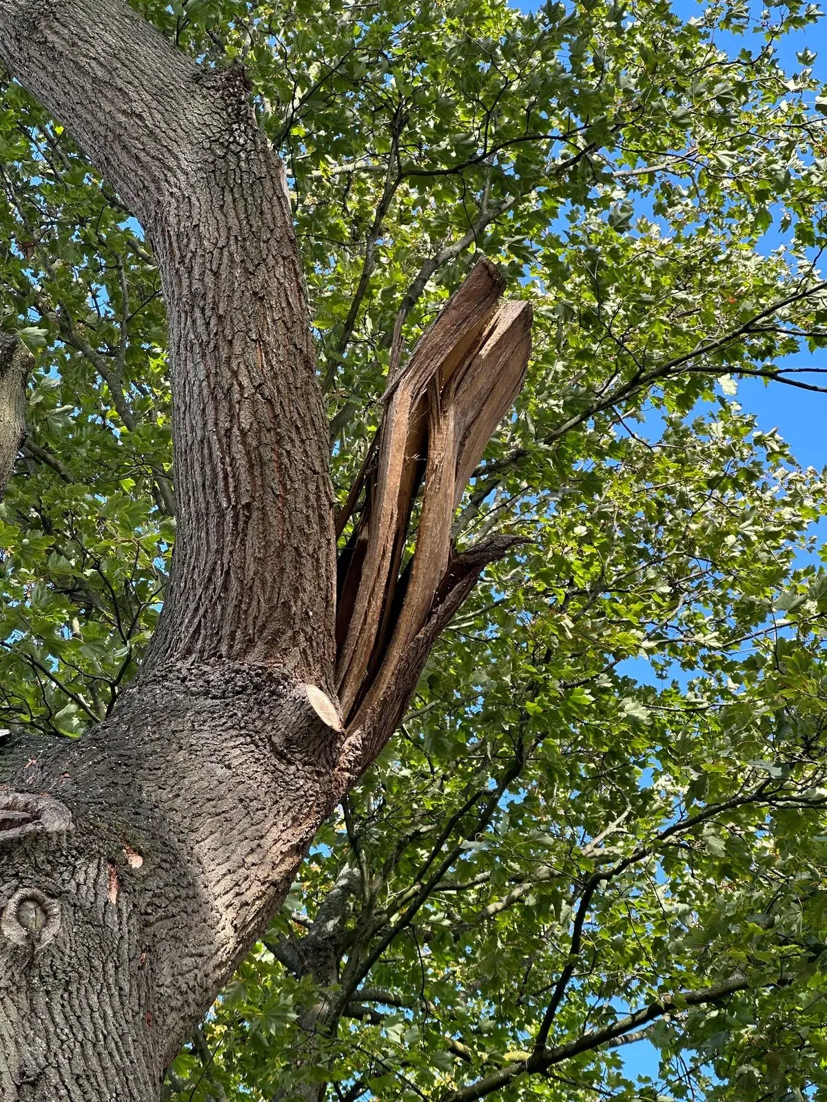 Professional crew performing emergency tree cutting in Liverpool
