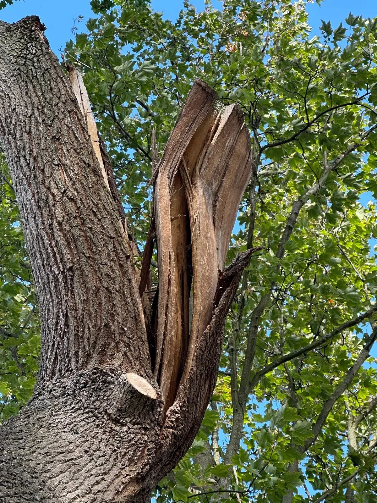 Emergency tree services image background image