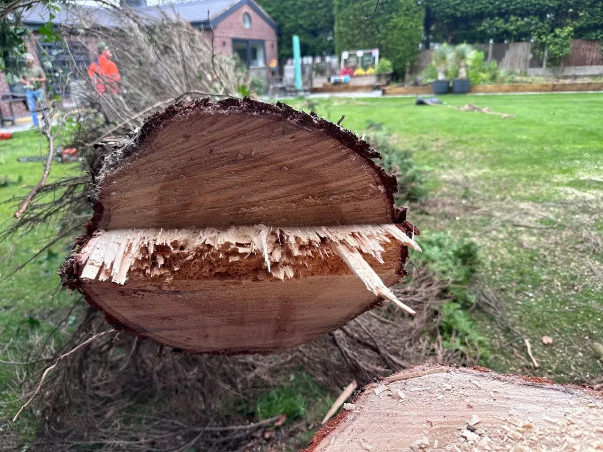Tree removal image background image