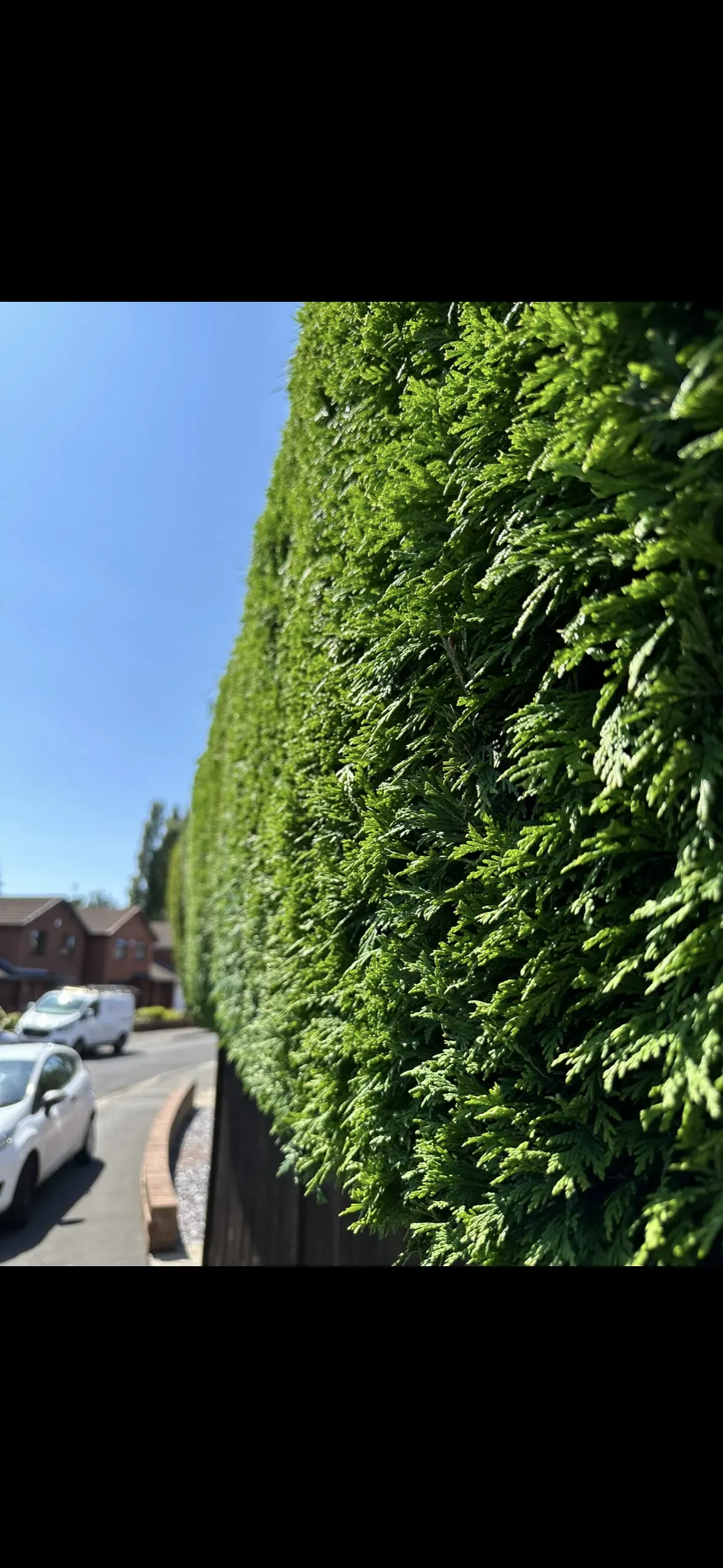 Hedge trimming image background image