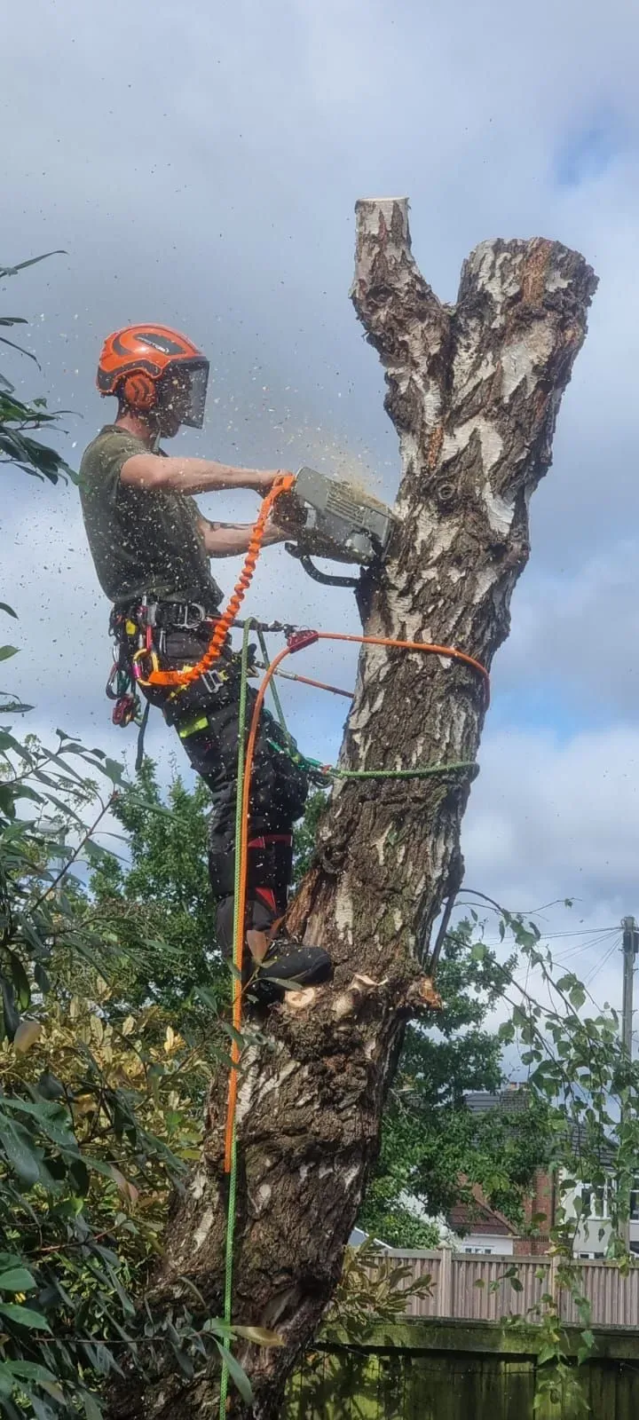 Tree pruning image background image