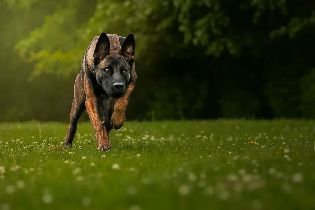 Private dog training sessions image background image
