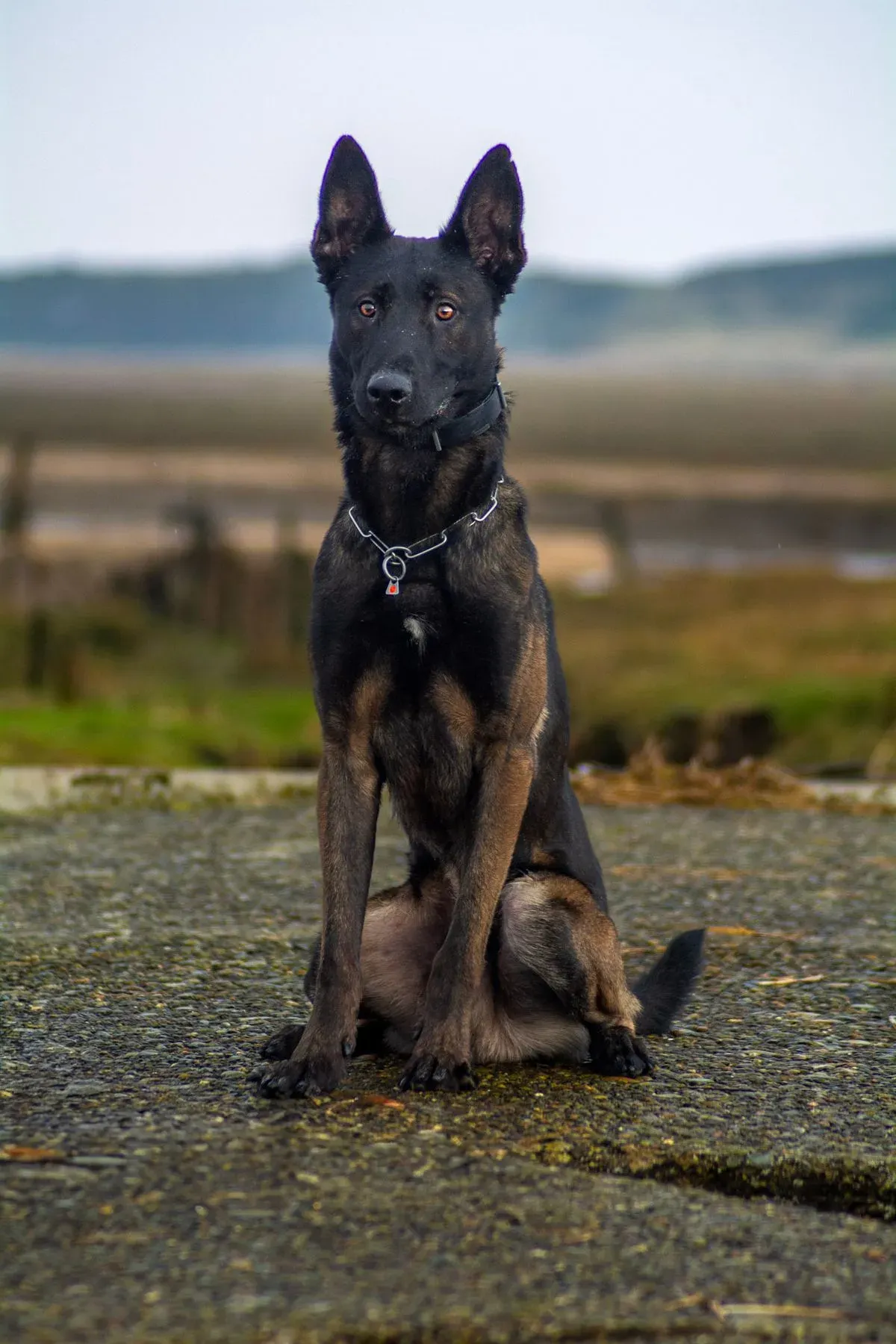Basic obedience training image background image
