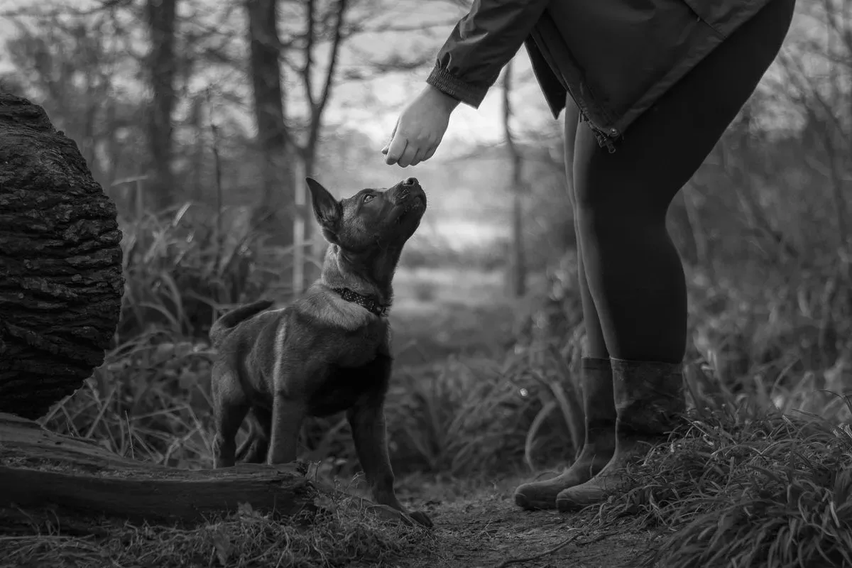 Private dog training sessions image