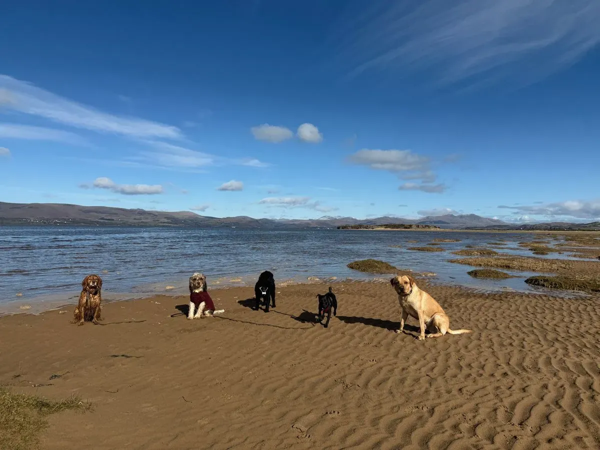 Dog Walking image background image
