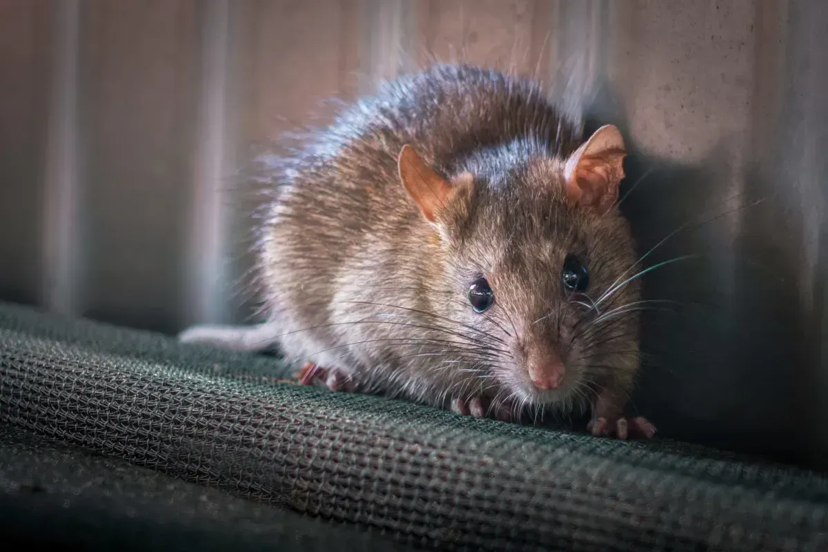 Commercial Pest Management image background image