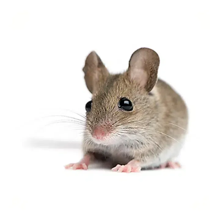 Residential Pest Control image background image