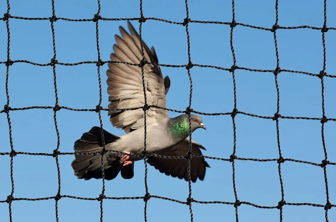 Bird Control and Proofing image background image