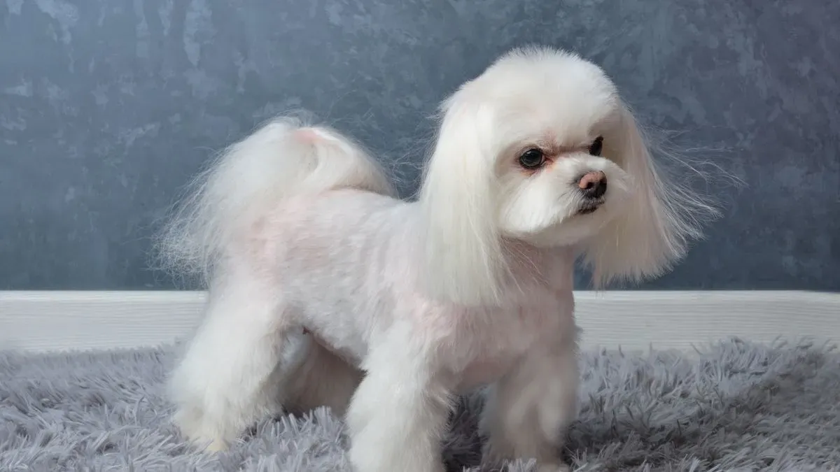 Breed-specific grooming image background image