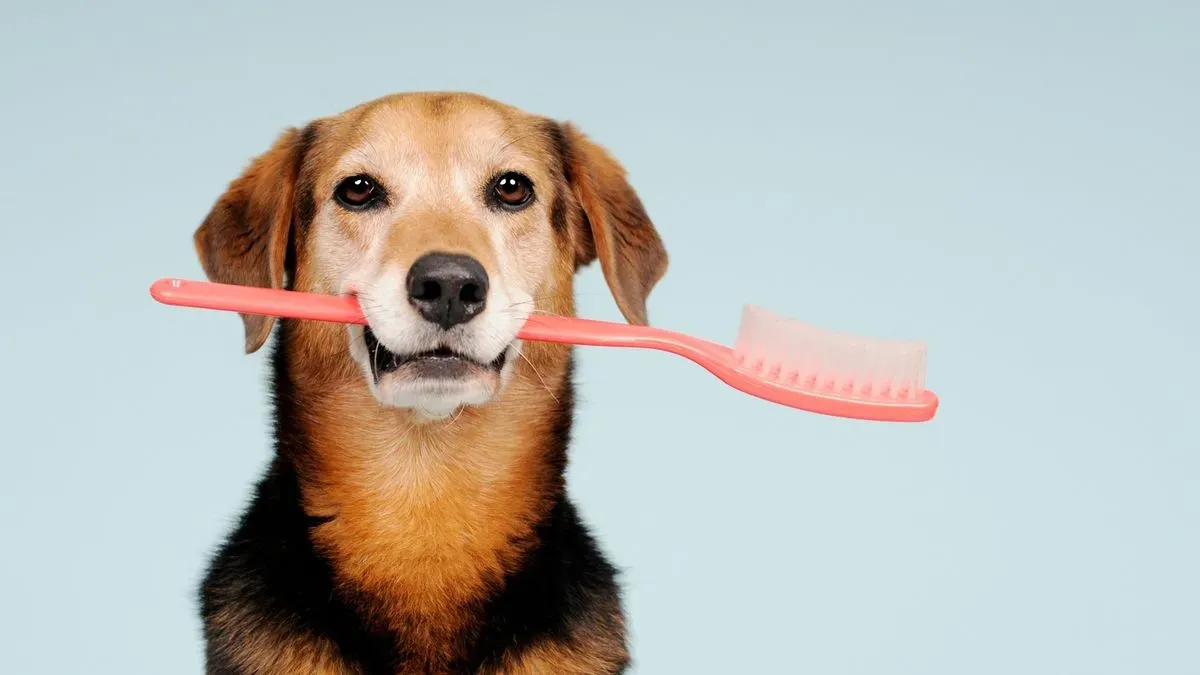 Brushing and de-shedding image background image