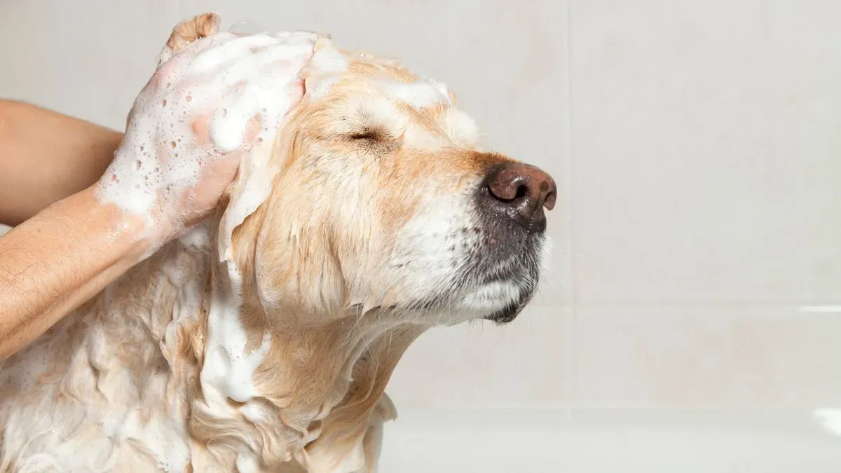 Dog bathing image background image