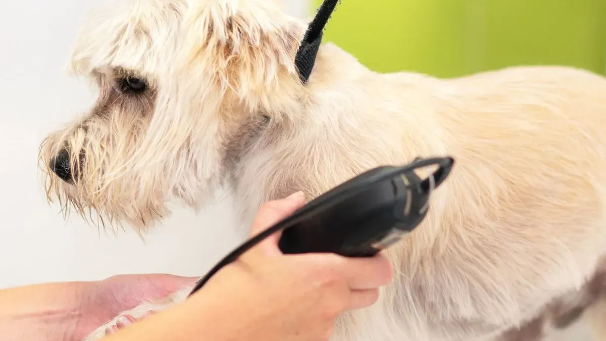 Dog hair trimming image background image