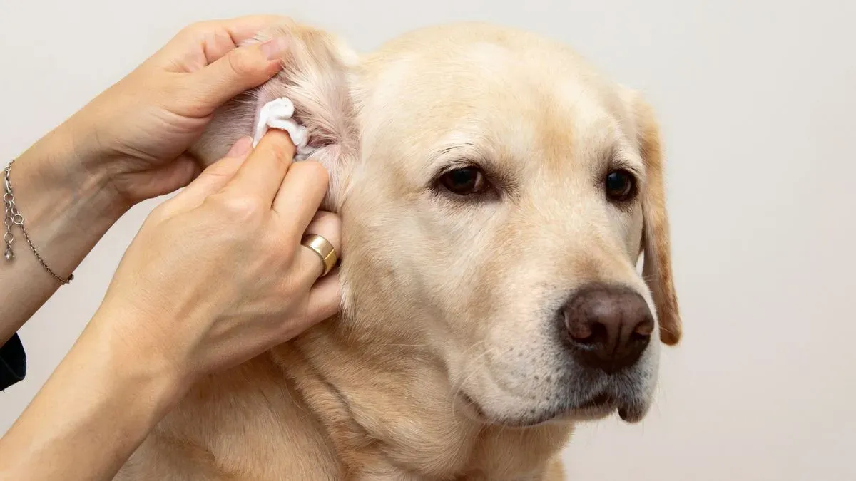 Ear cleaning image background image