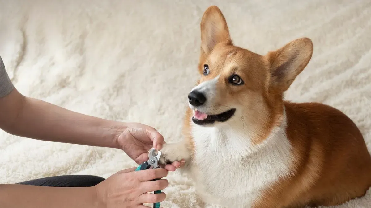 Nail clipping image background image