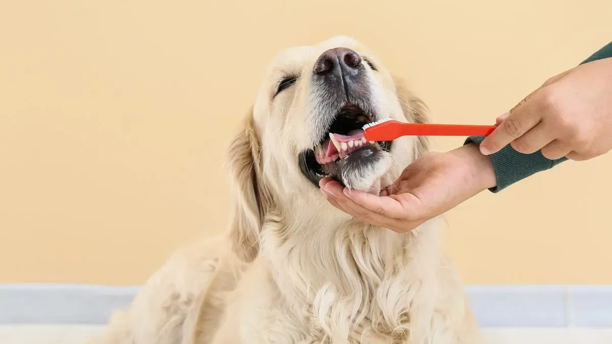 Teeth cleaning image background image