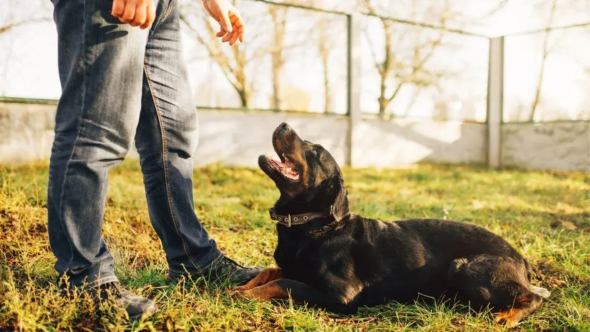 Descriptive text for the image