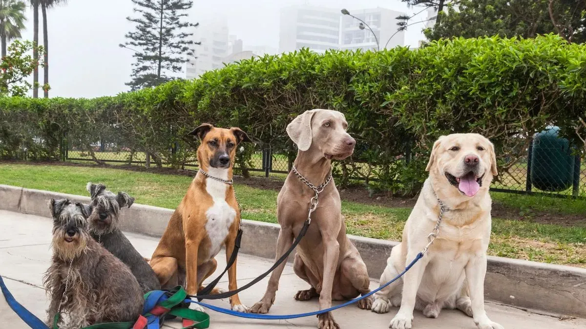 Group dog walks image background image