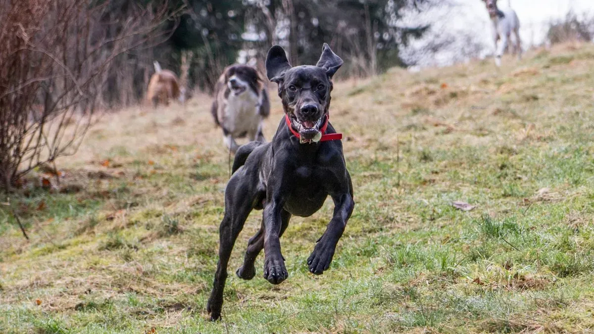 Off-leash adventures image background image
