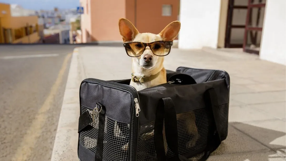 Pet transportation image background image