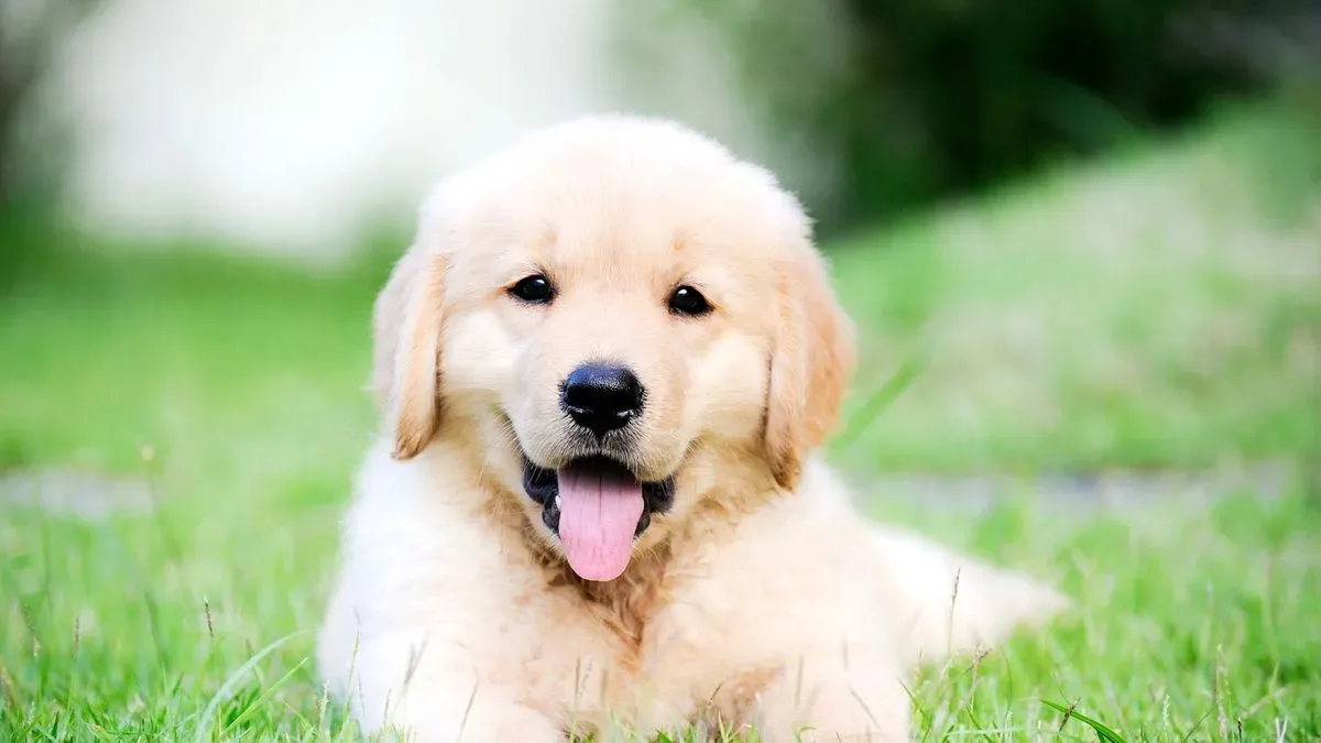 Puppy visits image background image