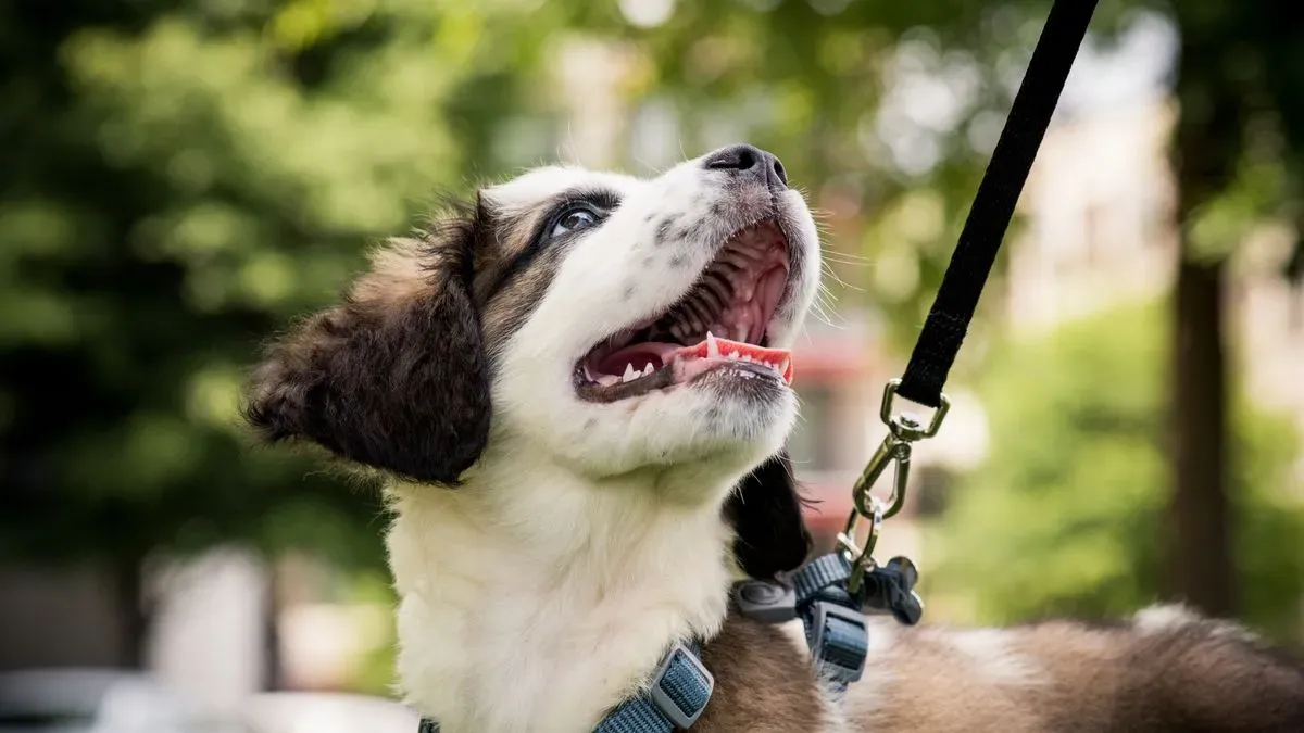 Solo dog walks image background image