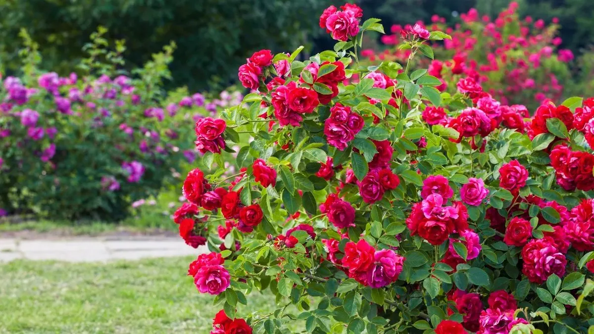 Mulching image background image